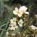 Sisyrinchium striatum - Photo (c) Sapphira Riley, todos os direitos reservados, uploaded by Sapphira Riley