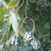 Solanum alternatopinnatum - Photo (c) CABRAL PELO MUNDO, kaikki oikeudet pidätetään, lähettänyt CABRAL PELO MUNDO