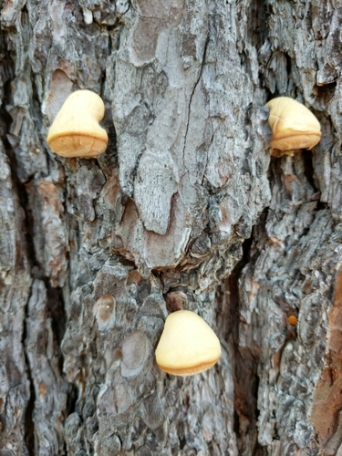Veiled Polypore