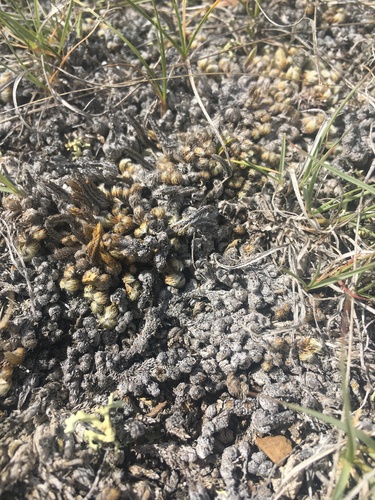 dense spikemoss