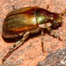 Margined Shining Leaf Chafer - Photo (c) Eric Williams, all rights reserved, uploaded by Eric Williams