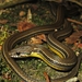 Godman's Graceful Brown Snake - Photo (c) Juan G. Abarca, all rights reserved, uploaded by Juan G. Abarca