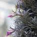 Tillandsia nana - Photo (c) Frank Walther, all rights reserved, uploaded by Frank Walther