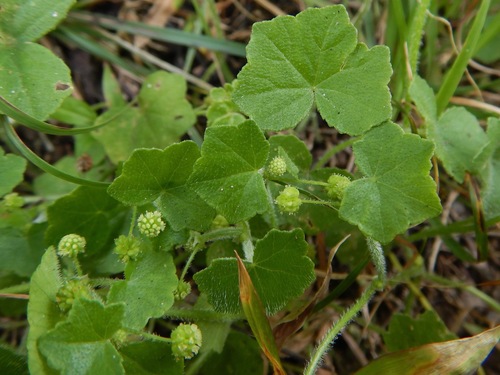Photo of Hydrocotyle bowlesioides Mathias & Constance