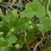 Bowlesia-leaf Pennywort - Photo (c) Jeff Stauffer, all rights reserved, uploaded by Jeff Stauffer