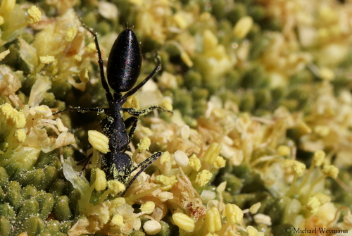 Camponotus hellmichi