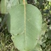 Eucalyptus amplifolia amplifolia - Photo (c) Allana Sheard, כל הזכויות שמורות, הועלה על ידי Allana Sheard