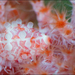 Primovula roseomaculata - Photo (c) Brian Mayes, todos los derechos reservados, subido por Brian Mayes