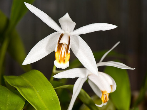 Huettner's Coelogyne