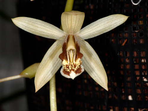 Wooly Coelogyne
