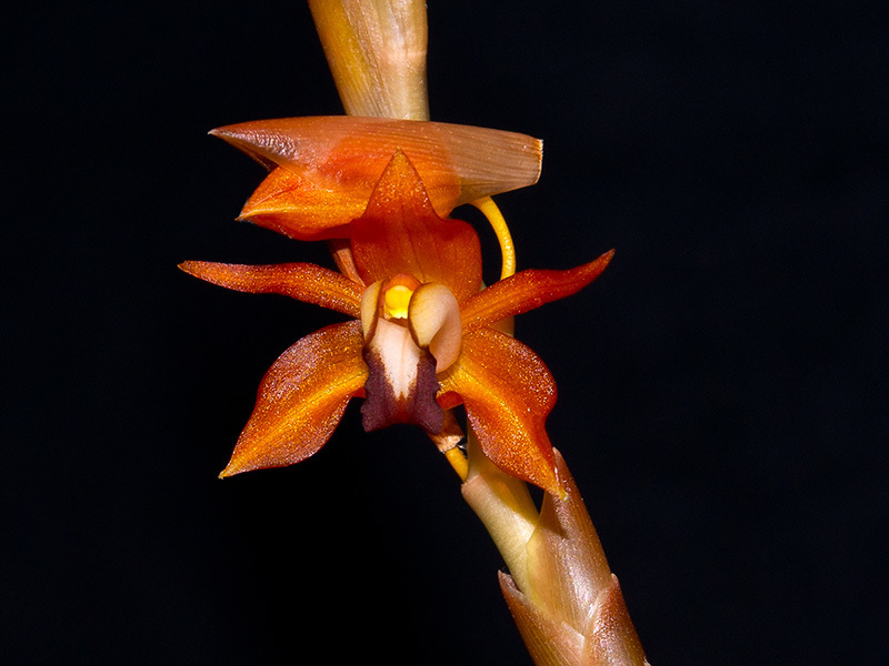 Coelogyne ecarinata (Coelogyne ecarinata)