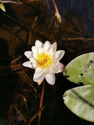 Pygmy Water-lily