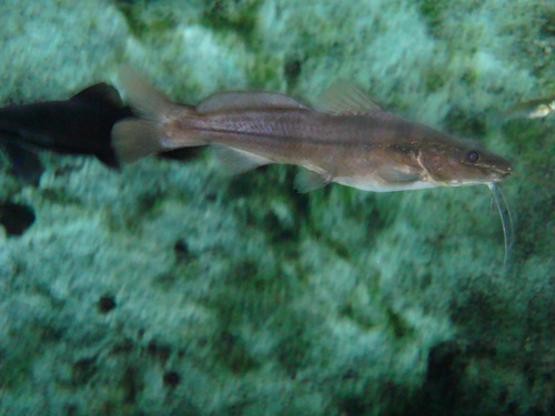 Pale Catfish