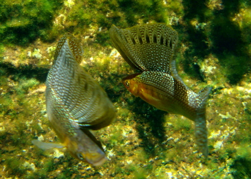 Yucatán Molly