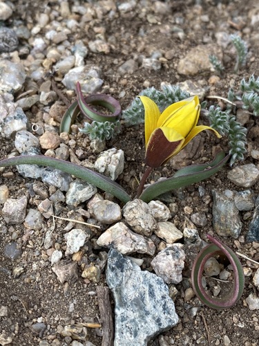Tulipa uniflora