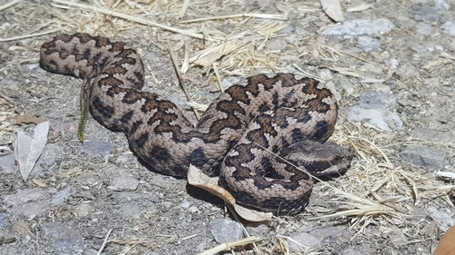 Lataste's Viper