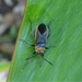 Yellow Stalk-eyed Bug - Photo (c) the_myall_mob, all rights reserved