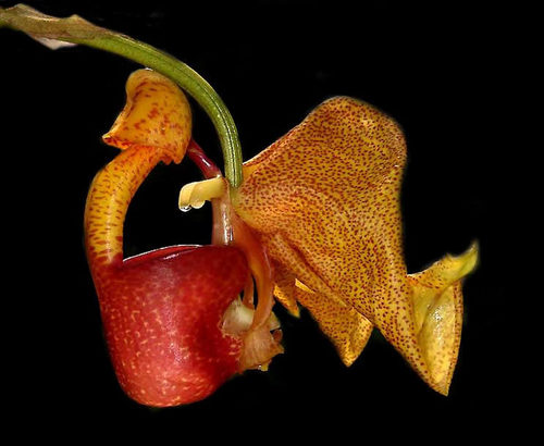 Showy Bucket Orchid