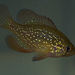 Blue-spotted Sunfish - Photo (c) Tucker101, all rights reserved, uploaded by Tucker101