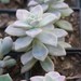 Graptopetalum bernalense - Photo (c) Irma Esther Montenegro H, all rights reserved, uploaded by Irma Esther Montenegro H