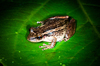 Red Snouted Tree Frog - Photo (c) Michael Jacobi, all rights reserved, uploaded by Michael Jacobi