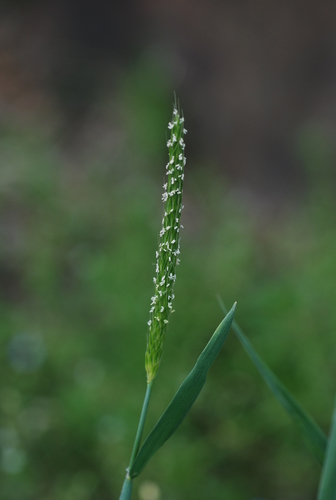 Alopecurus japonicus
