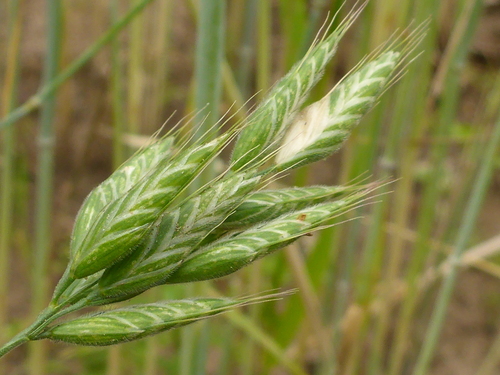 Švelnioji dirsė nuotrauka