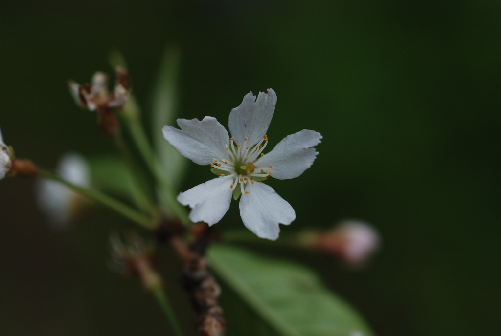 Prunus subhirtella — an easy houseplant, prefers full sun light