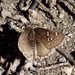 Nevada Cloudywing - Photo (c) Rick Wachs, all rights reserved, uploaded by Rick Wachs