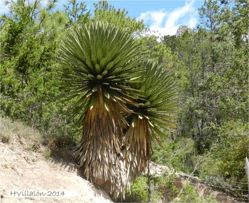 giant Spanish-dagger
