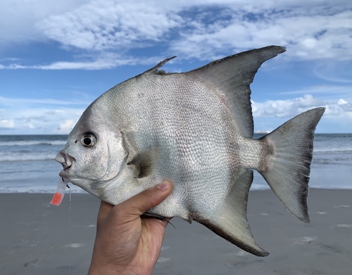 Atlantic Spadefish