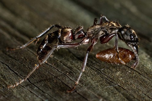 Hairy Panther Ant