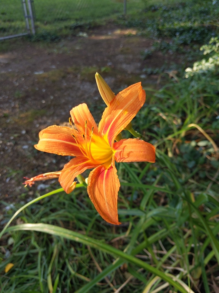 Lirio Asiático Naranja (Hemerocallis fulva) · NaturaLista Colombia