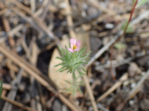 iNaturalist observation photo of Whiskerbrush