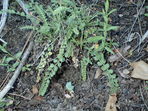 iNaturalist observation photo of Cleveland's horkelia