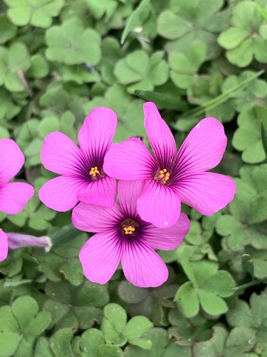 pink-sorrel