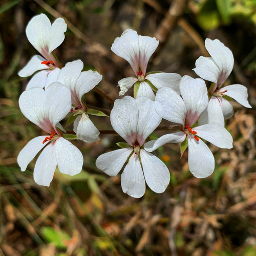 Pelargonium multibracteatum