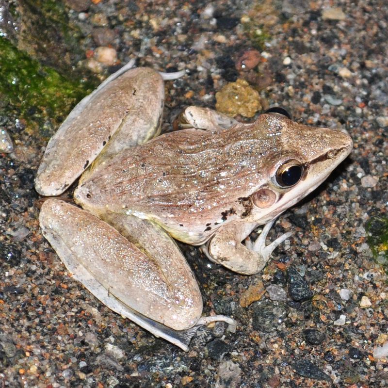 Sharp-nosed ridged frog (Frogs of South Africa) · iNaturalist