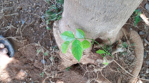 Indian beech tree