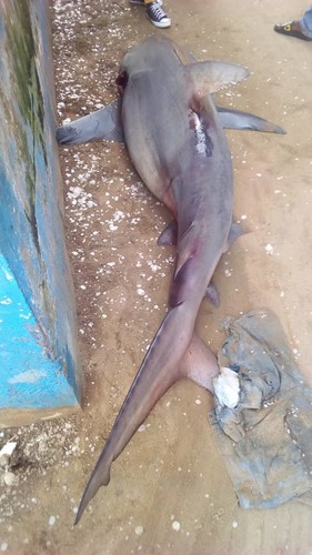Bull Shark