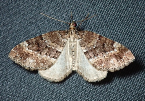 Grand Rivulet Moth