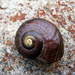 Powelliphanta marchanti - Photo (c) Andrew Blayney, all rights reserved, uploaded by Andrew Blayney
