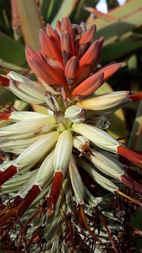 tilt-head aloe