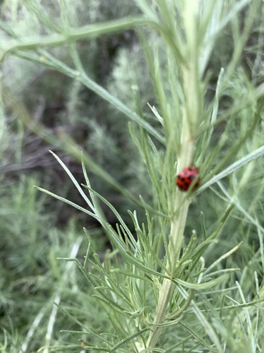 iNaturalist observation photo of Asian Lady Beetle