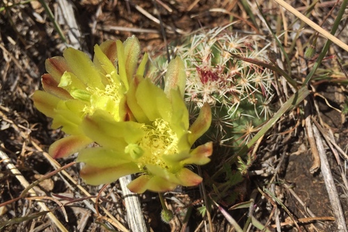 Green-flower Hedgehog Cactus