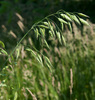 Bromus hordeaceus longipedicellatus - Photo (c) Tig, all rights reserved, uploaded by Tig