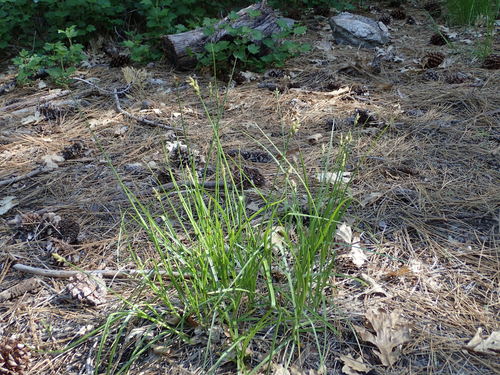 iNaturalist observation photo of grasses