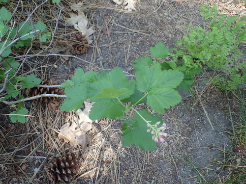 iNaturalist observation photo of mountain pink currant