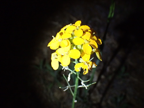 iNaturalist observation photo of Western Wallflower