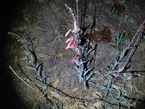 iNaturalist observation photo of scarlet bugler